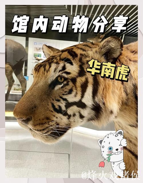 12月16日战浙江 I 华南虎整装待发迎挑战